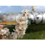 Zdjęcia użytkowników Doogee S98 Zdjęcia użytkowników Doogee S98