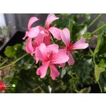 ZDJĘCIA Z TEGO TELEFONU