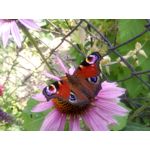 ZDJĘCIA Z TEGO TELEFONU