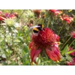 ZDJĘCIA Z TEGO TELEFONU