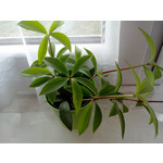 ZDJĘCIA Z TEGO TELEFONU