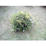 Zdjęcia użytkowników Evolveo XtraPhone 5.3 QC