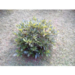 Zdjęcia użytkowników Evolveo XtraPhone 5.3 QC