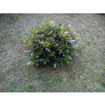 Zdjęcia użytkowników Evolveo XtraPhone 5.3 QC