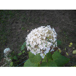 Zdjęcia użytkowników Evolveo XtraPhone 5.3 QC