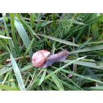 Zdjęcia użytkowników Archos 55 Diamond Selfie