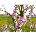 Zdjęcia użytkowników Archos 55 Diamond Selfie