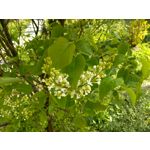 Zdjęcia użytkowników Archos 55 Diamond Selfie