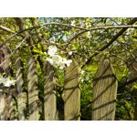 Zdjęcia użytkowników Archos 55 Diamond Selfie