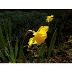 Zdjęcia użytkowników Archos 55 Diamond Selfie