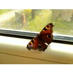 Zdjęcia użytkowników Archos 55 Diamond Selfie