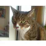 Zdjęcia użytkowników Archos 55 Diamond Selfie