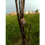 Zdjęcia użytkowników Archos 55 Diamond Selfie