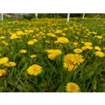 Zdjęcia użytkowników Archos 55 Diamond Selfie