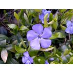 Zdjęcia użytkowników Archos 55 Diamond Selfie