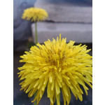 Zdjęcia użytkowników Gigabyte GSmart G1362