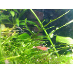 Zdjęcia użytkowników Gigabyte GSmart G1362