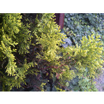 Zdjęcia użytkowników Gigabyte GSmart Rio R1