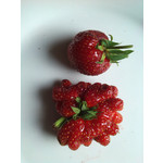 Zdjęcia użytkowników Gigabyte GSmart Rio R1