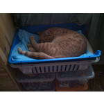 Zdjęcia użytkowników Gigabyte GSmart Rio R1