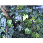 Zdjęcia użytkowników Gigabyte GSmart Rio R1