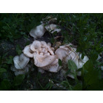 Zdjęcia użytkowników Gigabyte GSmart Rio R1