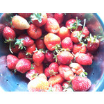 Zdjęcia użytkowników Gigabyte GSmart Rio R1