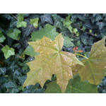 Zdjęcia użytkowników Gigabyte GSmart Rio R1