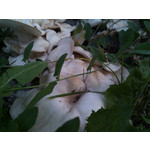 ZDJĘCIA Z TEGO TELEFONU