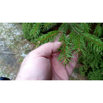 Zdjęcia użytkowników Goclever Insignia 5 Zdjęcia użytkowników Goclever Insignia 5