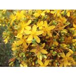 ZDJĘCIA Z TEGO TELEFONU