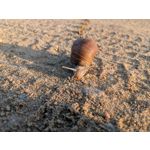 Zdjęcia użytkowników Google Pixel 2 XL