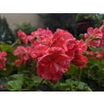 Zdjęcia użytkowników Google Pixel 2 XL