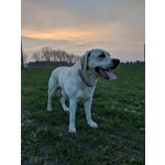 Zdjęcia użytkowników Google Pixel 2 XL