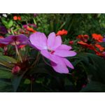 Zdjęcia użytkowników Google Pixel 2 XL