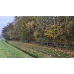 Zdjęcia użytkowników Google Pixel 3a