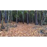 Zdjęcia użytkowników Google Pixel 3a