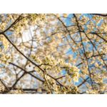 Zdjęcia użytkowników Google Pixel 6 Pro