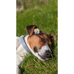 Zdjęcia użytkowników Google Pixel 6 Pro