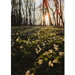 Zdjęcia użytkowników Google Pixel 6 Pro