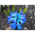 Zdjęcia użytkowników Google Pixel 6 Pro