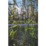 Zdjęcia użytkowników Google Pixel 6 Pro