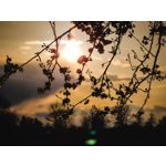 Zdjęcia użytkowników Google Pixel 6 Pro