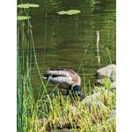 Zdjęcia użytkowników Google Pixel 6 Pro