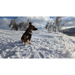 Zdjęcia użytkowników Google Pixel 6 Pro