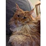 ZDJĘCIA Z TEGO TELEFONU