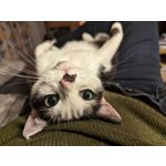 Zdjęcia użytkowników Google Pixel 7