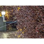 Zdjęcia użytkowników Google Pixel 8 Pro