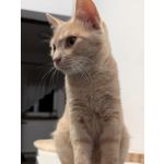 Zdjęcia użytkowników Google Pixel 8 Pro