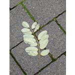 Zdjęcia użytkowników Google Pixel 8 Pro